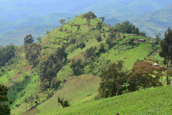 artificial-intelligence-(ai)-to-optimise-astrazeneca’s-reforestation-programme-in-africa