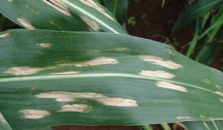 AI in Agric: Scientists at RAIL-KNUST create datasets on African crop diseases