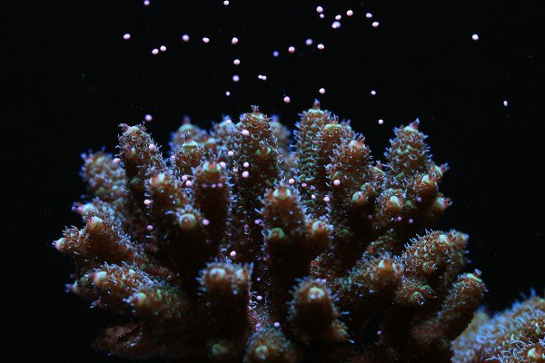 canon-partners-with-researchers-to-restore-global-coral-reefs
