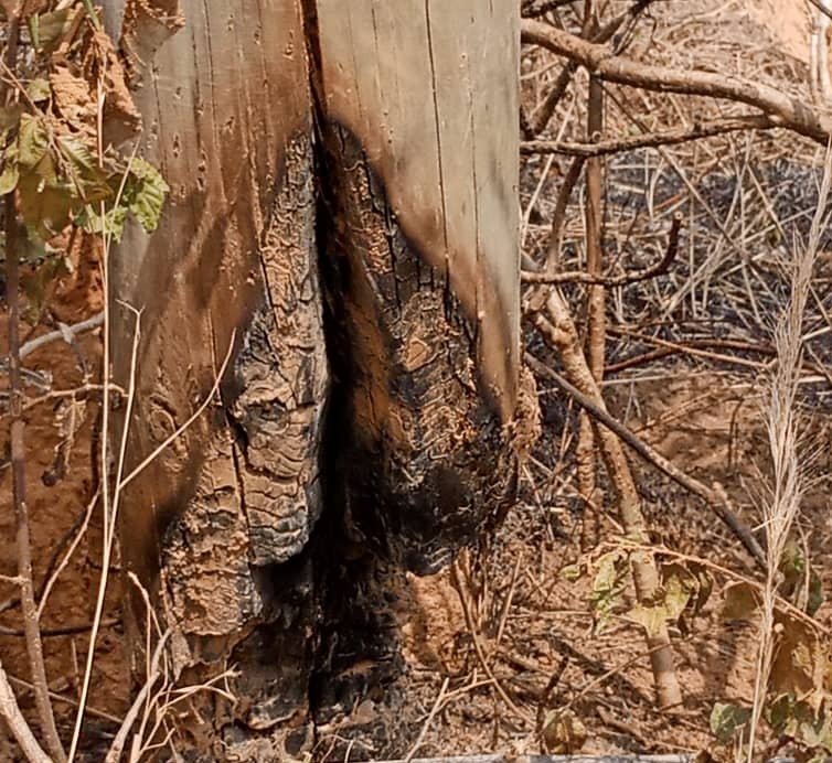 ECG pleads with public to support anti-bushfire campaign