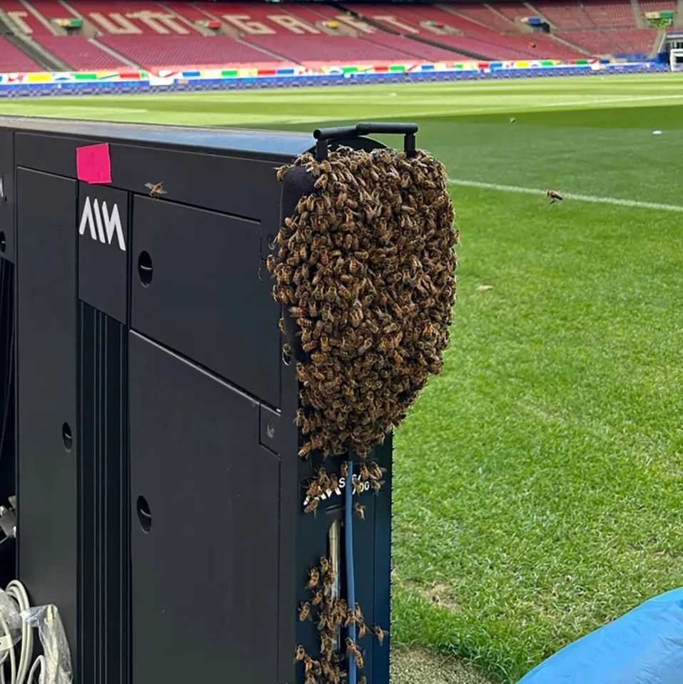 Bees invade stadium hours before Germany face Hungary