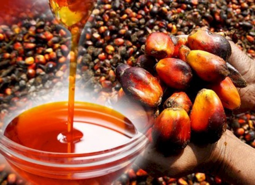 siat-group-consolidates-edible-oil-business-to-create-and-expand-opportunities-for-customers